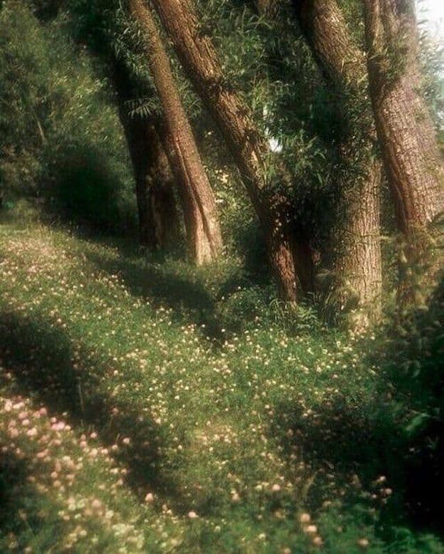The Forest does not ask me to mask